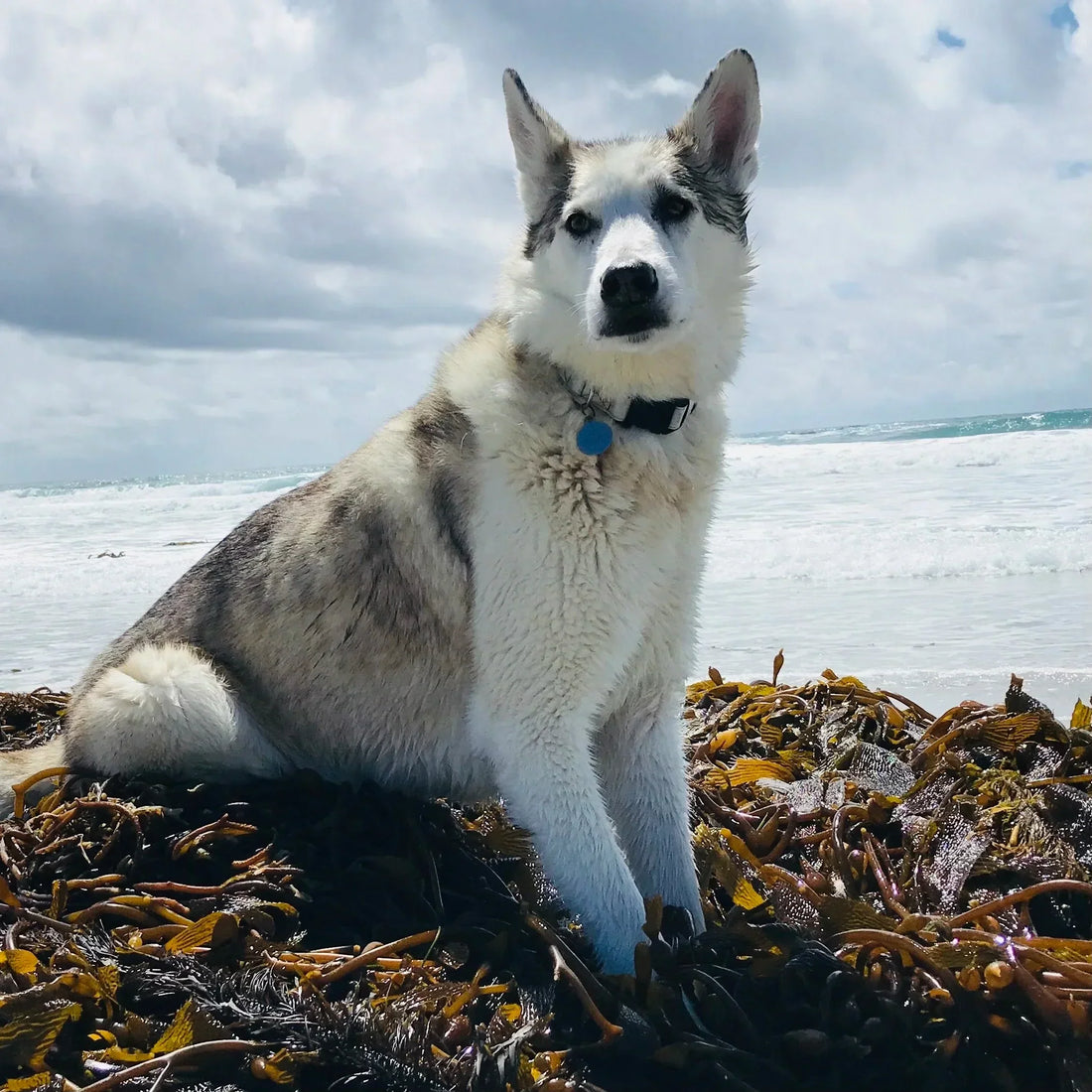 Kelp and Pets