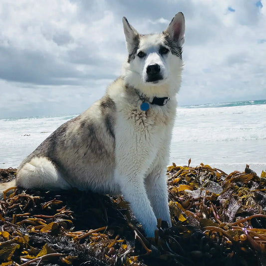 Kelp and Pets