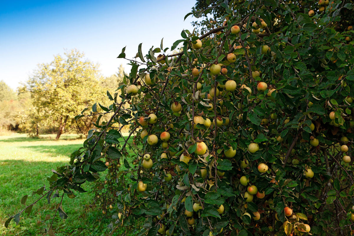 Tree Fruit & Orchards