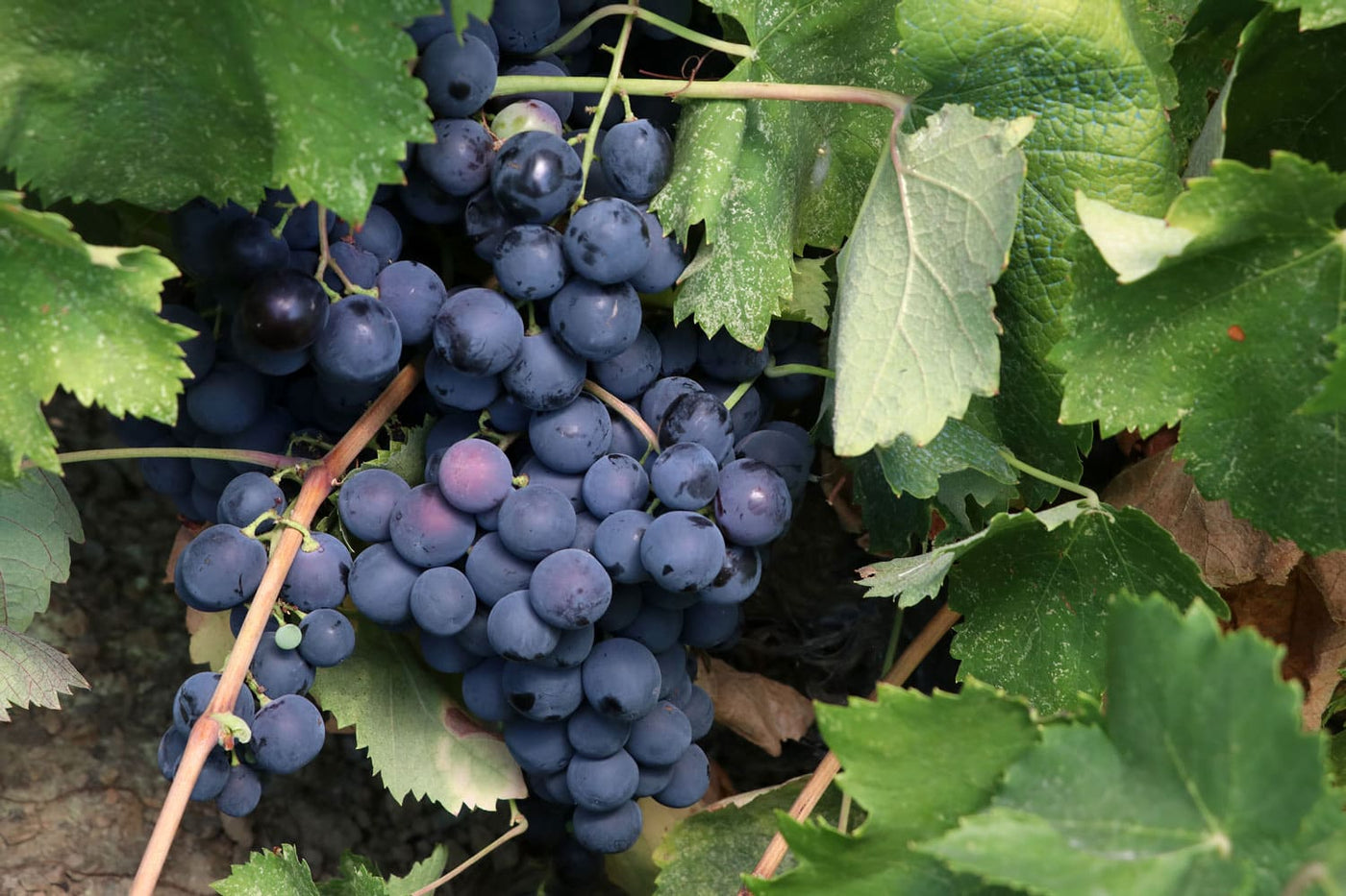 Vineyards & Berries