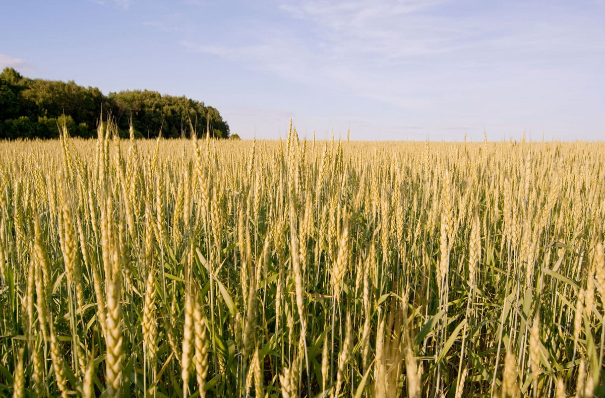 Row Crops & Grains