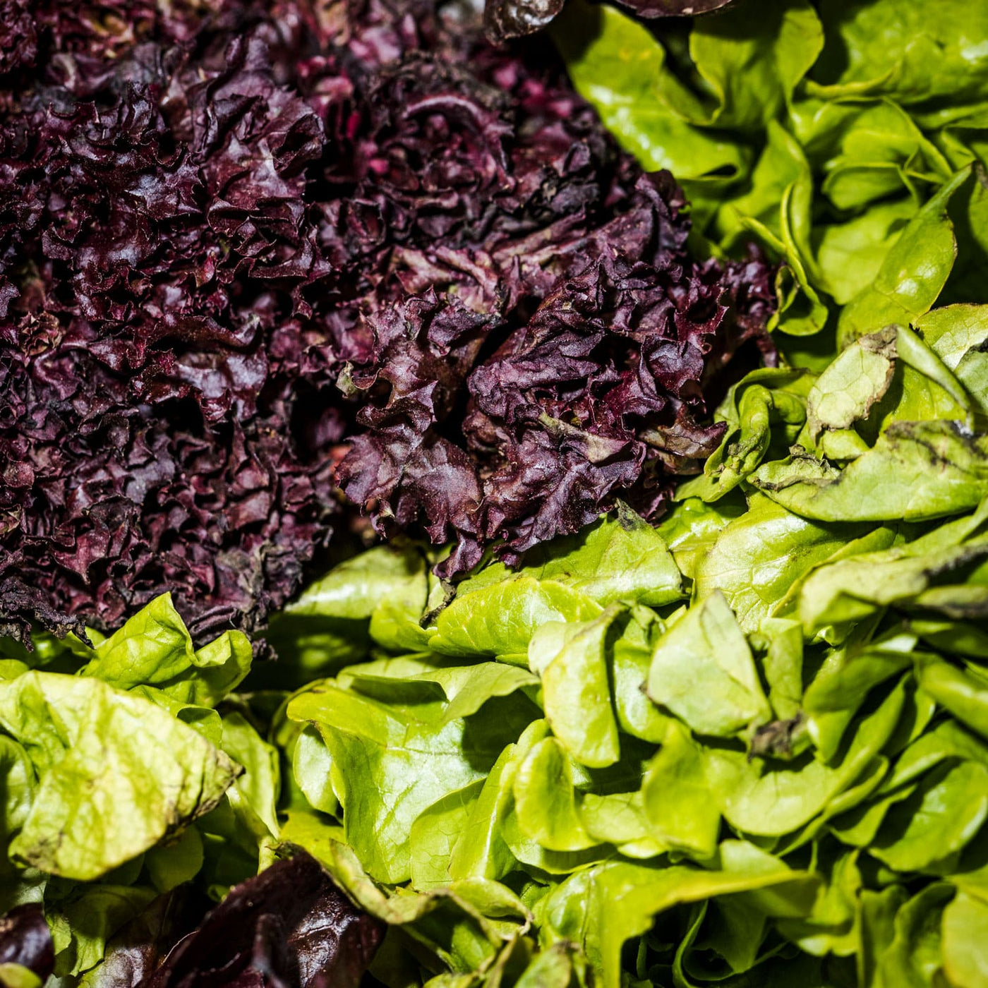 Leafy Greens & Brassicas
