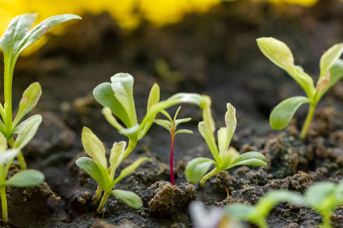 Vegetative & Reproductive Growth